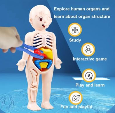 ECOLIFE Дитяча розвиваюча іграшка "Анатомія людини"