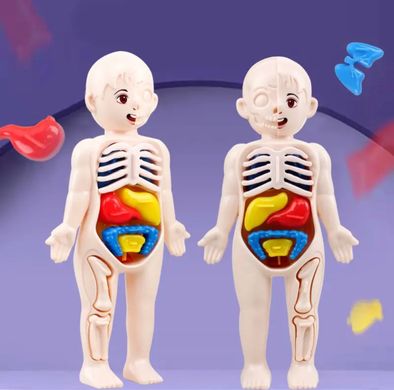 ECOLIFE Дитяча розвиваюча іграшка "Анатомія людини"